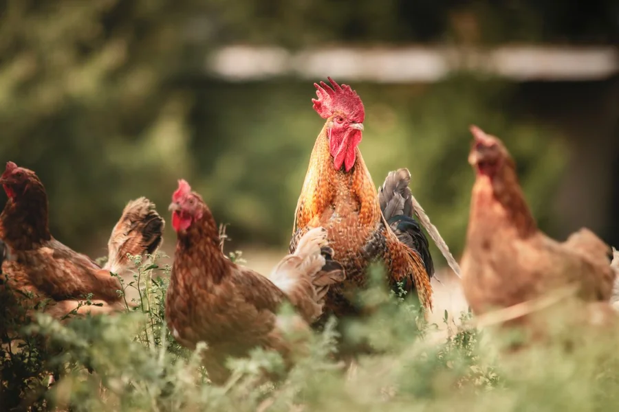 Managing Commercial Poultry Health and Medicine Choices