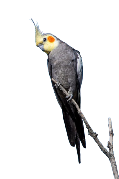 Cockatiels