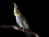 Cockatiels