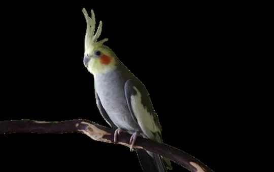 Cockatiels