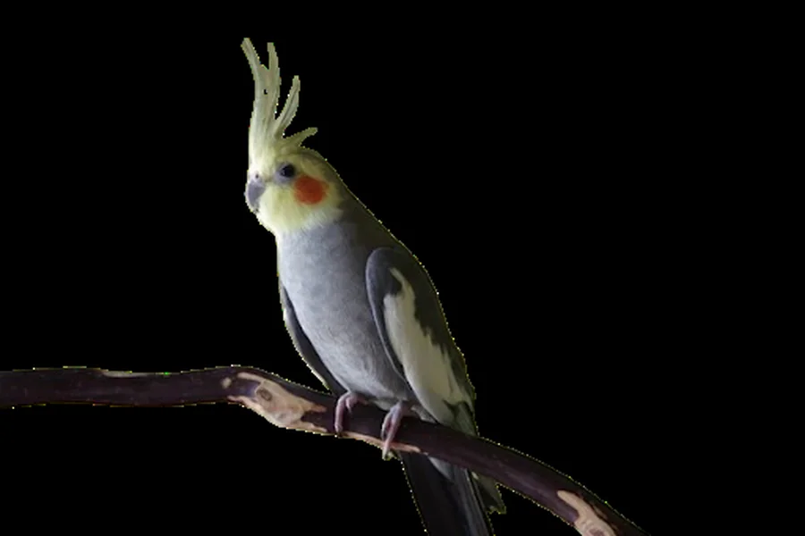 Cockatiels
